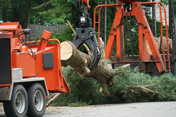 Plymouth, MI  Tree Services Company